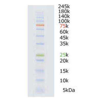 WSE-7020 EzProtein Ladder WSE-7020 EzProtein Ladder
