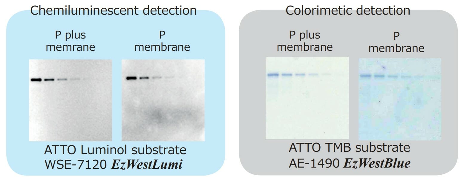 ClearBlot p plus data