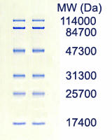 1450 EzStandard-PrestainBlue_medium