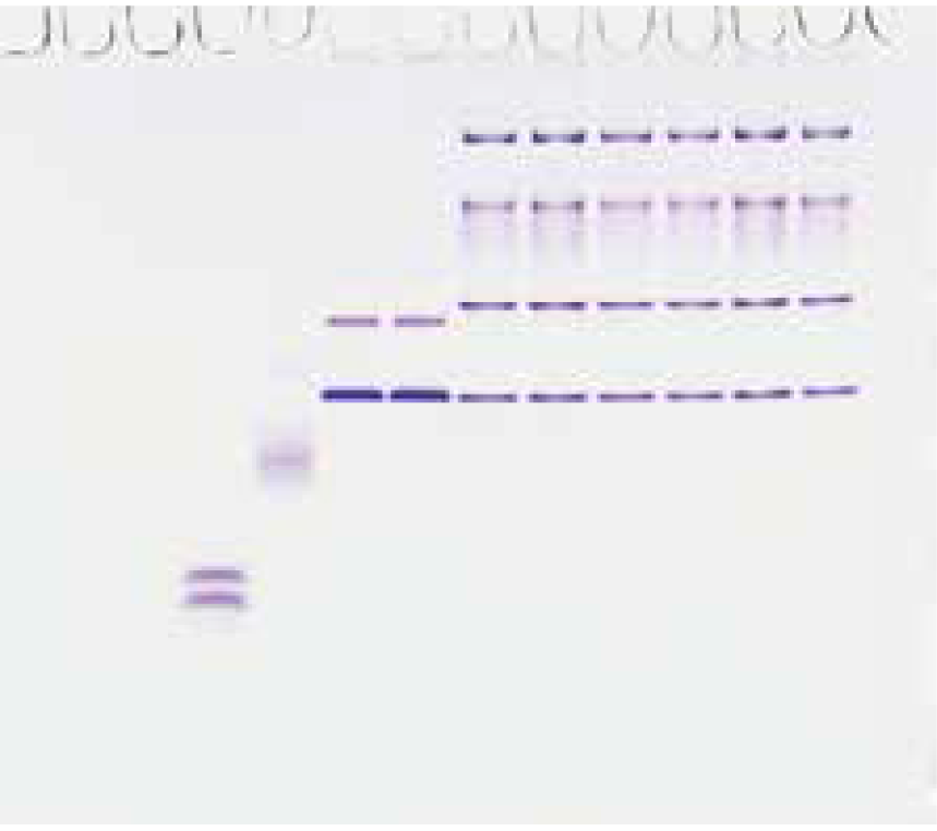 NPG-520L data