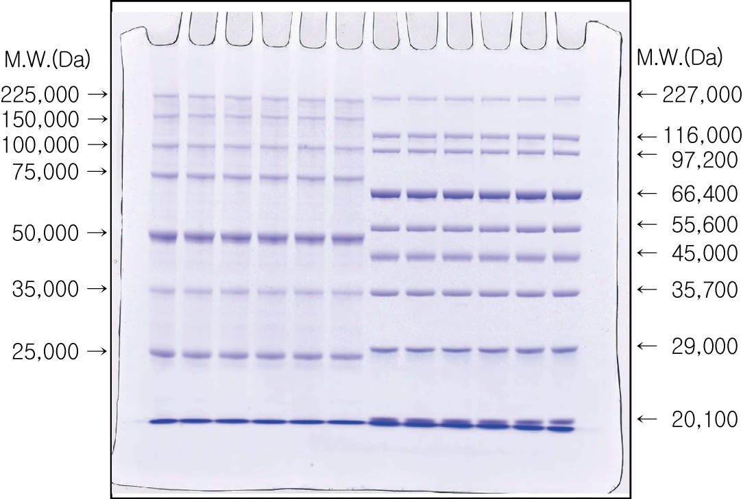 c-PAGEL sds-page data