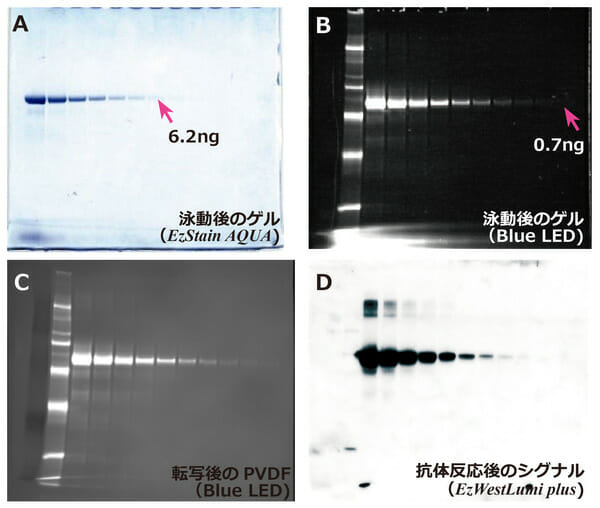 Sample preparation for electrophoresis – ATTO KOREA