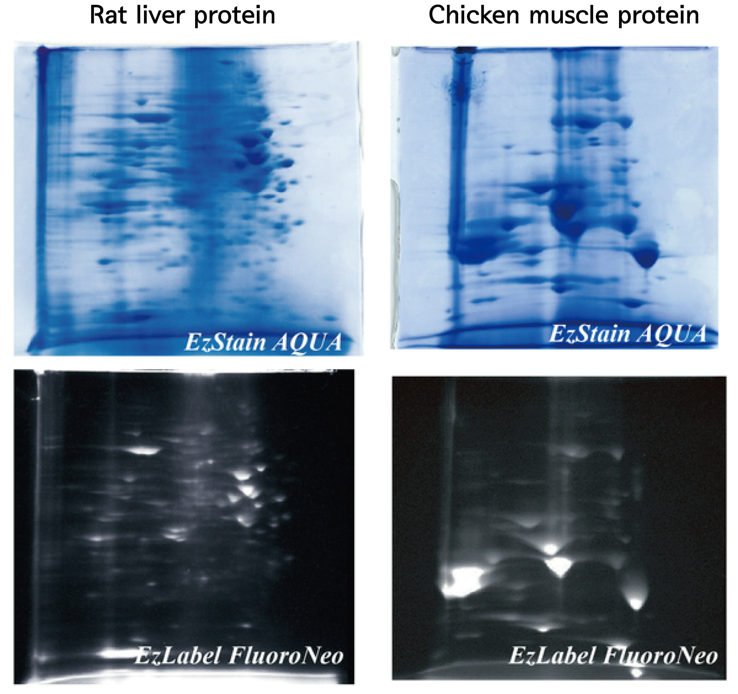 Rat liver, chicken muscle 2DE result