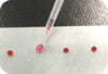 sample preparation with parafilm