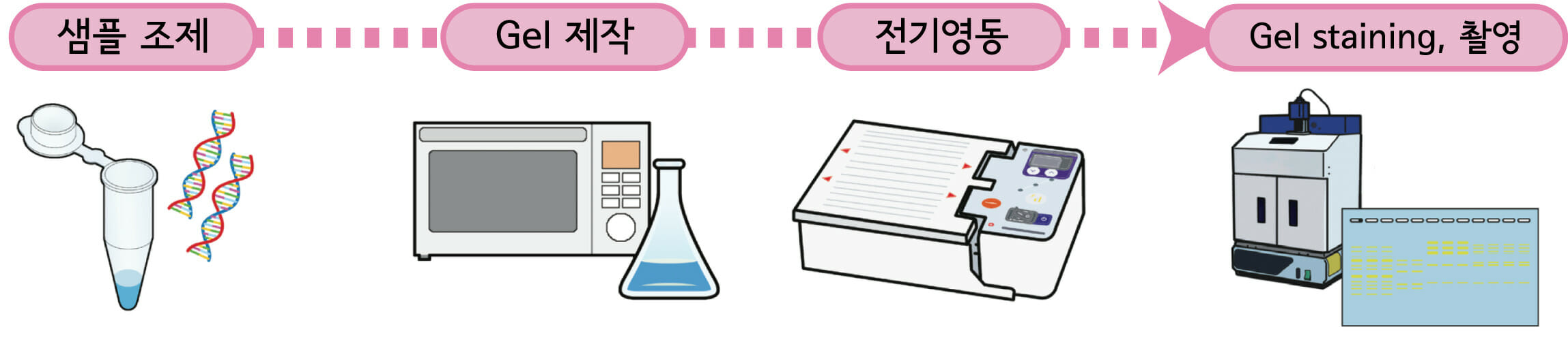 Experimental flow of agarose gel electrophoresis