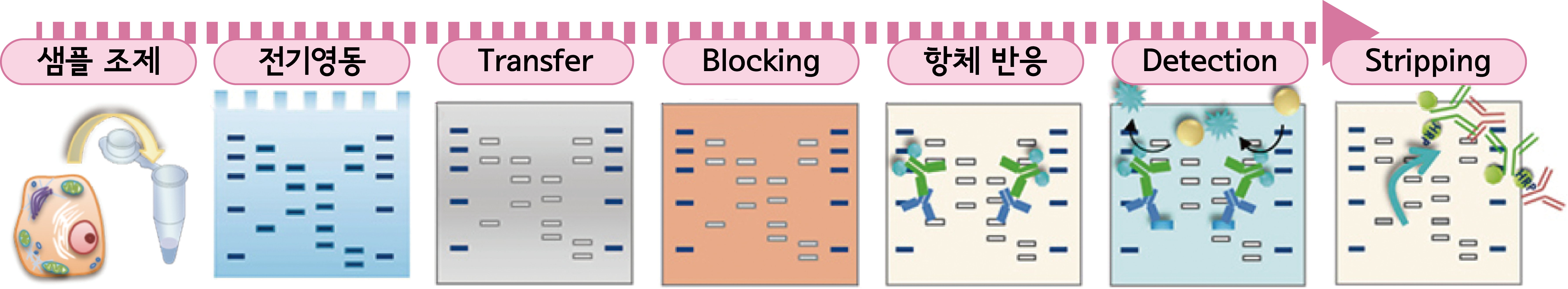 western blotting work flow