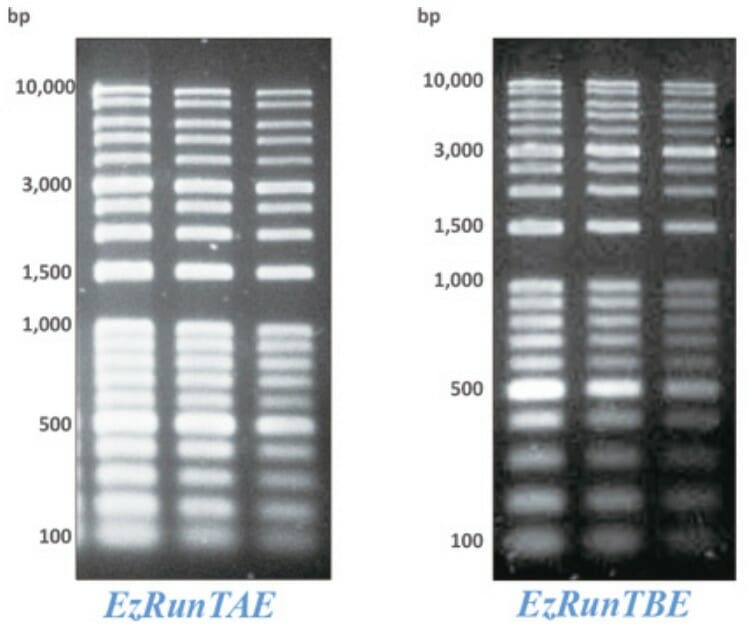 Comparison of agarose gel electrophoresis running buffer