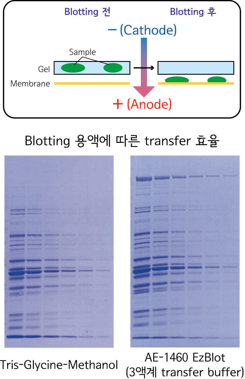 blotting principle