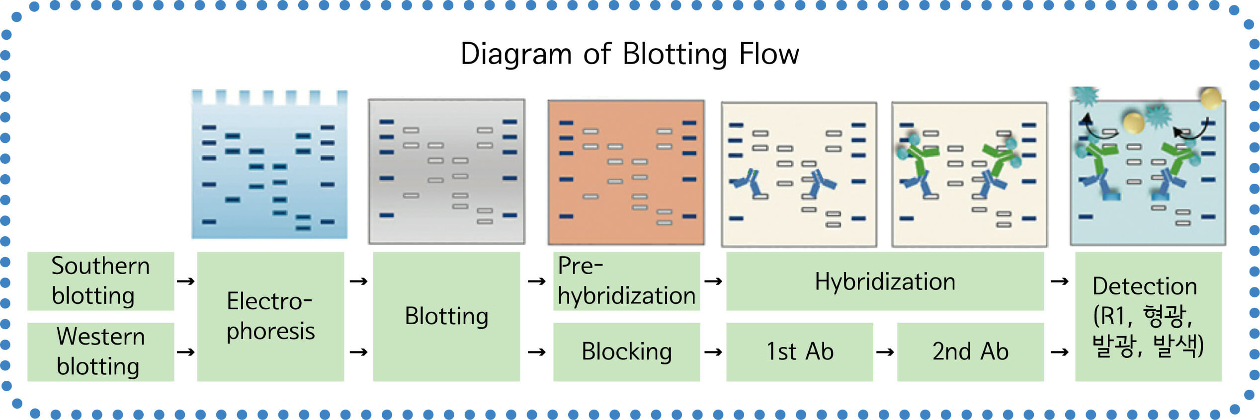 diagram of blotting flow