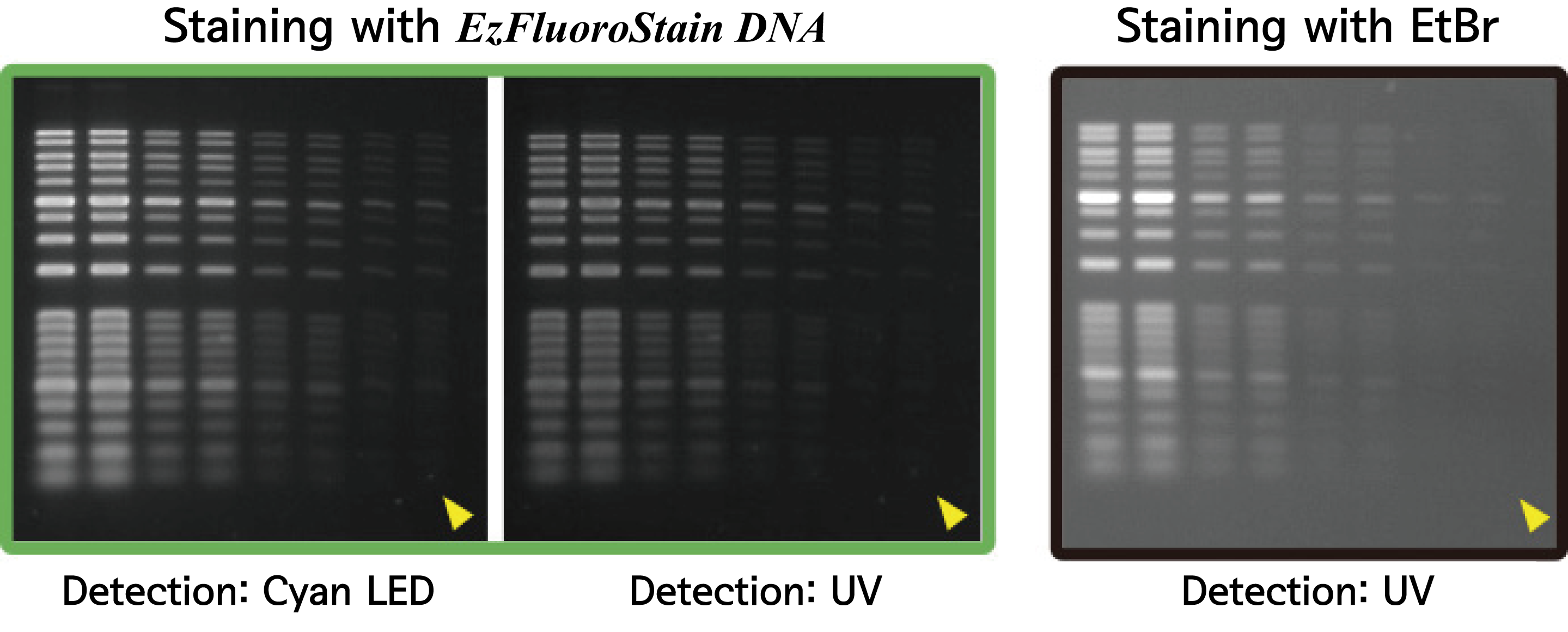 comparison of staining on agarose gel electrophoresis