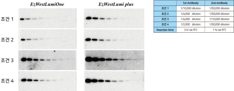 Differences in sensitivity according to the dilution factor of antibodies