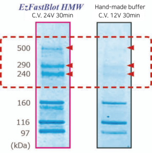 EzFastBlot HMW data