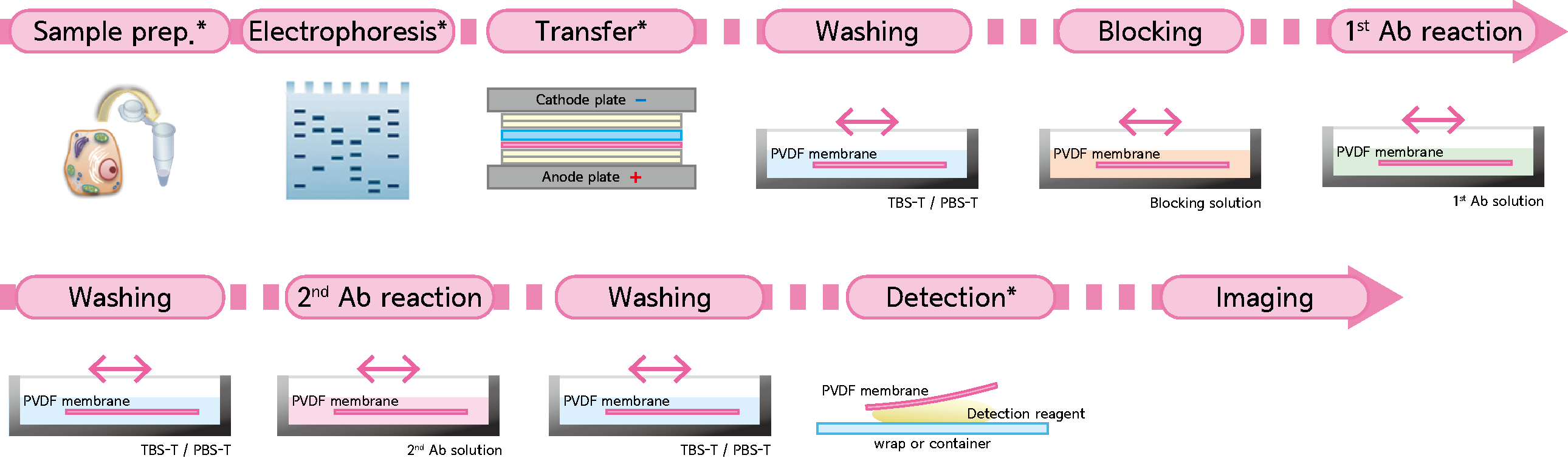 western blotting flow