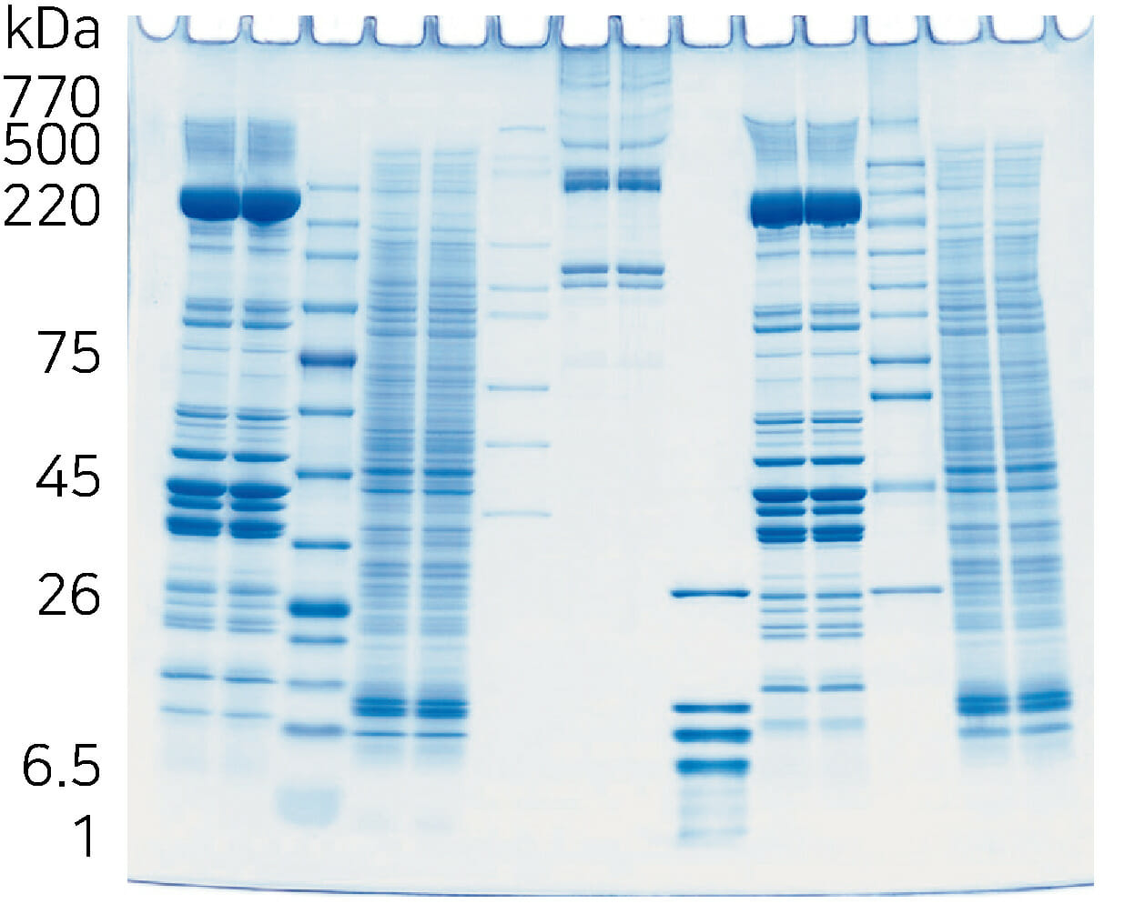 Electrophoresis pattern of U-PAGEL H (4~20%)