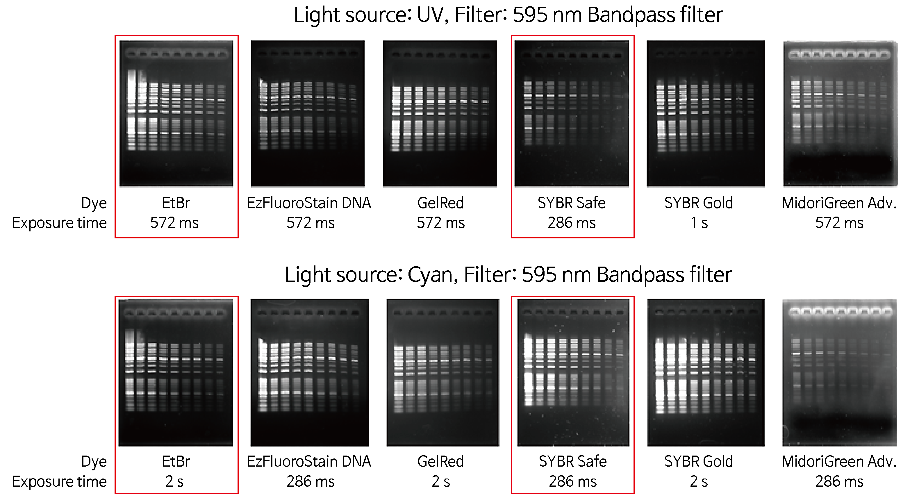 Comparison of DNA fluorescence dye-01