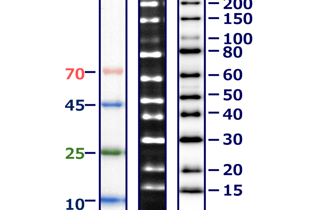 WSE-7023 EzProtein Ladder WB