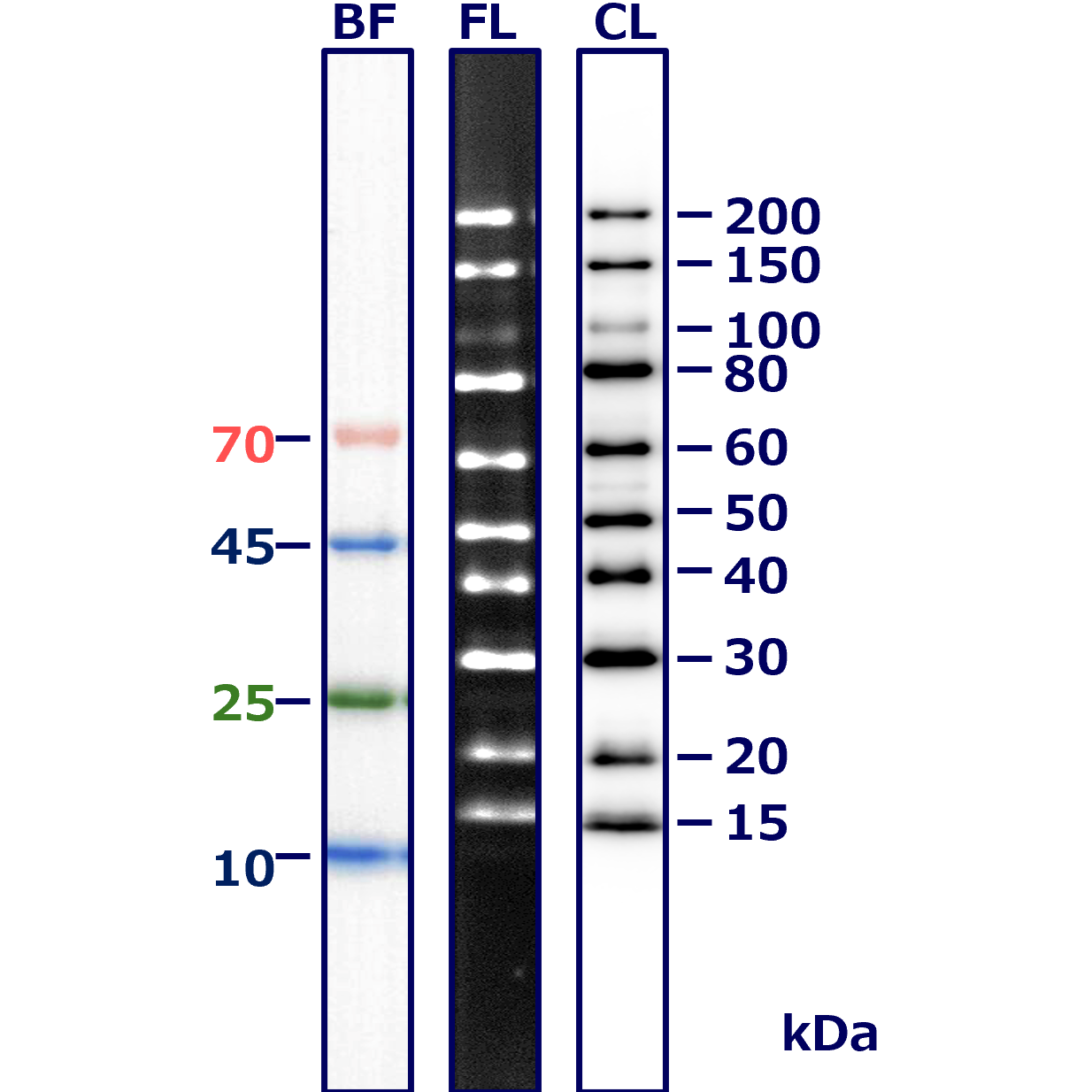 WSE-7023 EzProtein Ladder WB