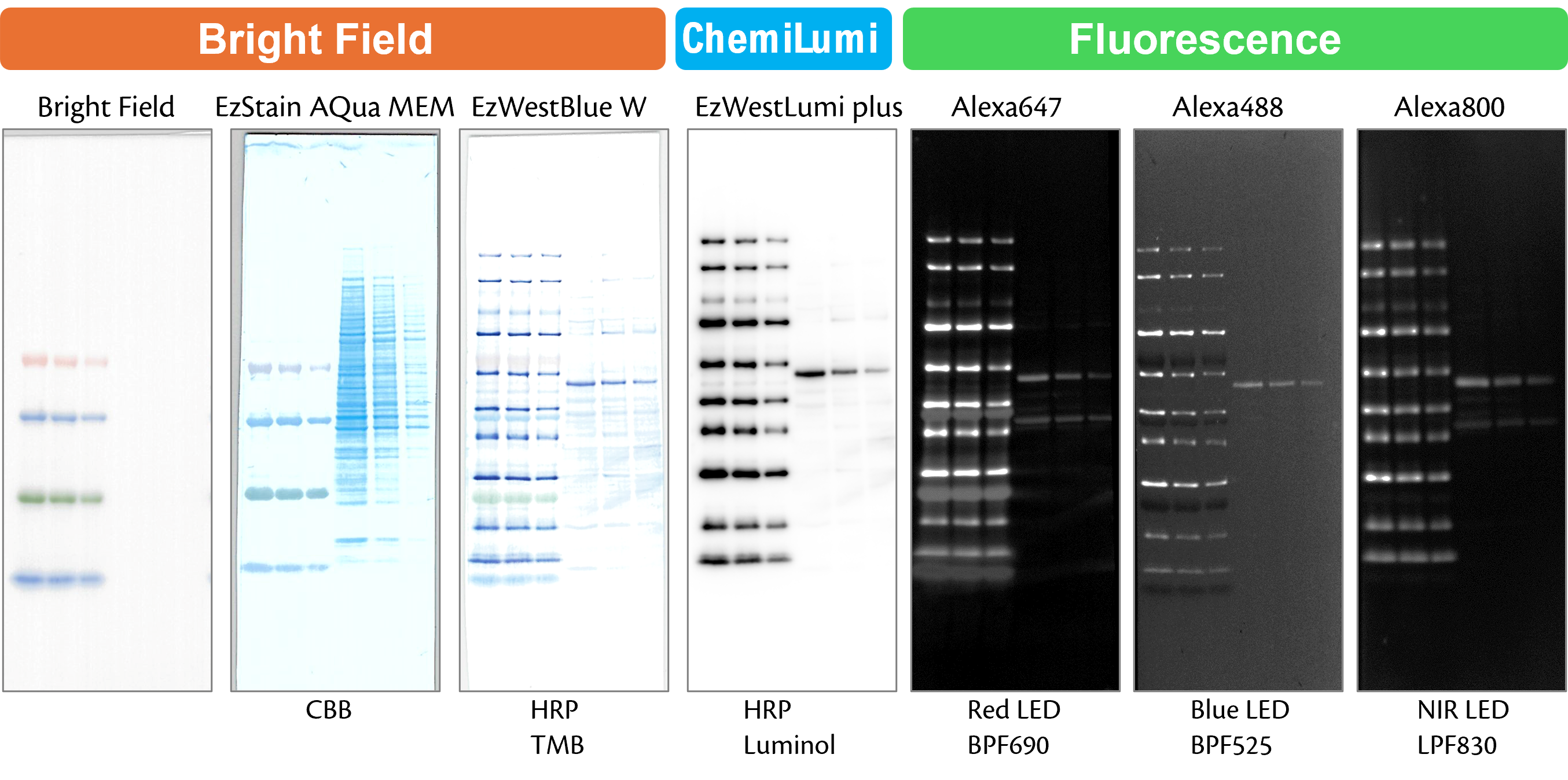 WSE-7023_EzProtein_Ladder_WB_Fig1